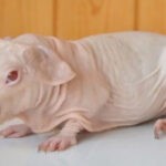 Морская свинка Болдуин: фото и описание