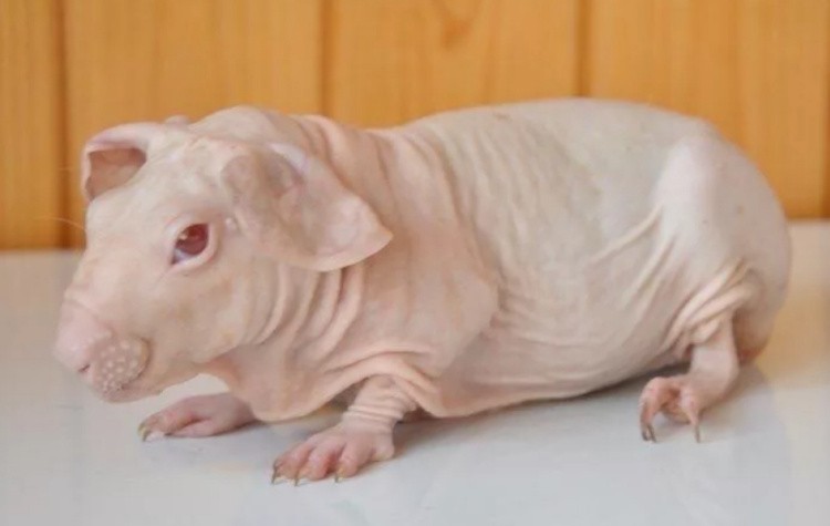 Морская свинка Болдуин: фото и описание